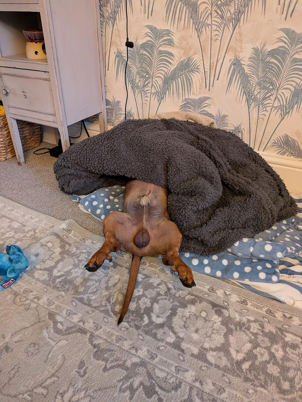 A dog flat out asleep under a fluffy blanket at home, legs and tail poking out